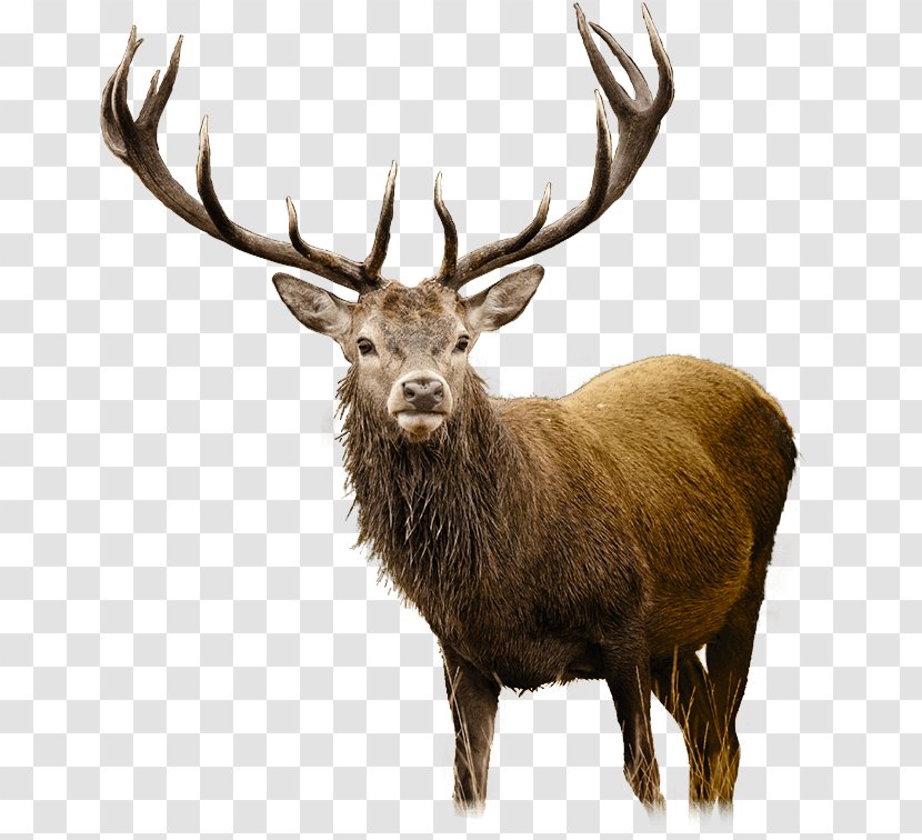 White-tailed Deer Elk Clip Art - Hunting Transparent PNG