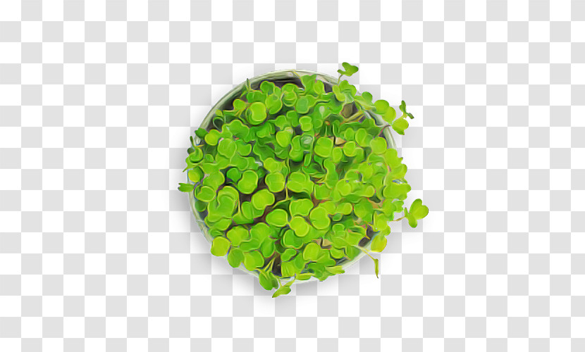 Leaf Vegetable Herb Vegetable Transparent PNG