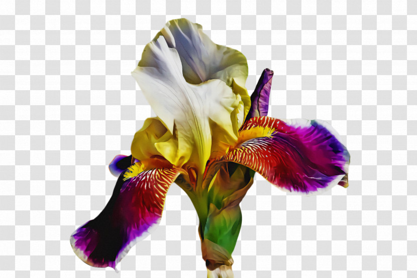 Flower Purple Petal Plant Iris Transparent PNG