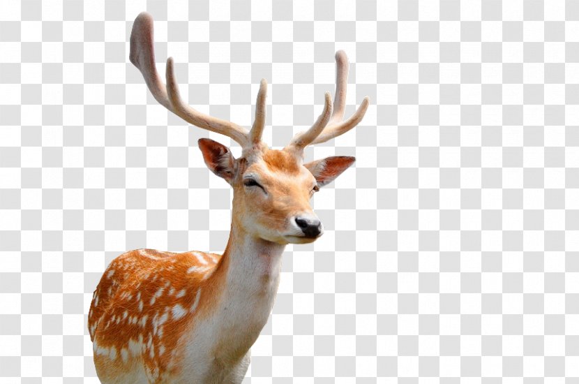 High Efficiency Video Coding Deer Android 64-bit Computing Amlogic - Mammal - Sika Face Closeup Transparent PNG