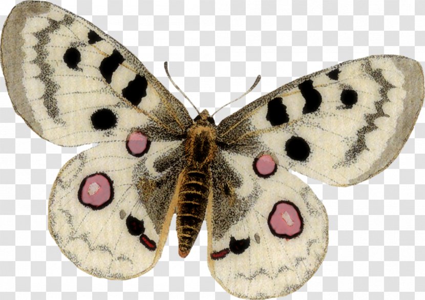 Butterfly Insect Moth Pollinator Invertebrate - Papillon Transparent PNG