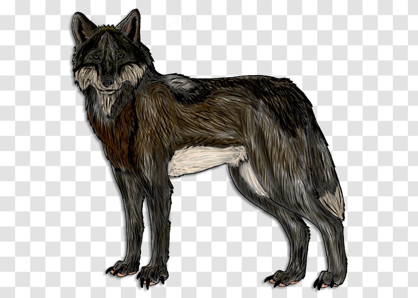 Gray Wolf Artist Coyote DeviantArt - Digital Art - Sketch Transparent PNG
