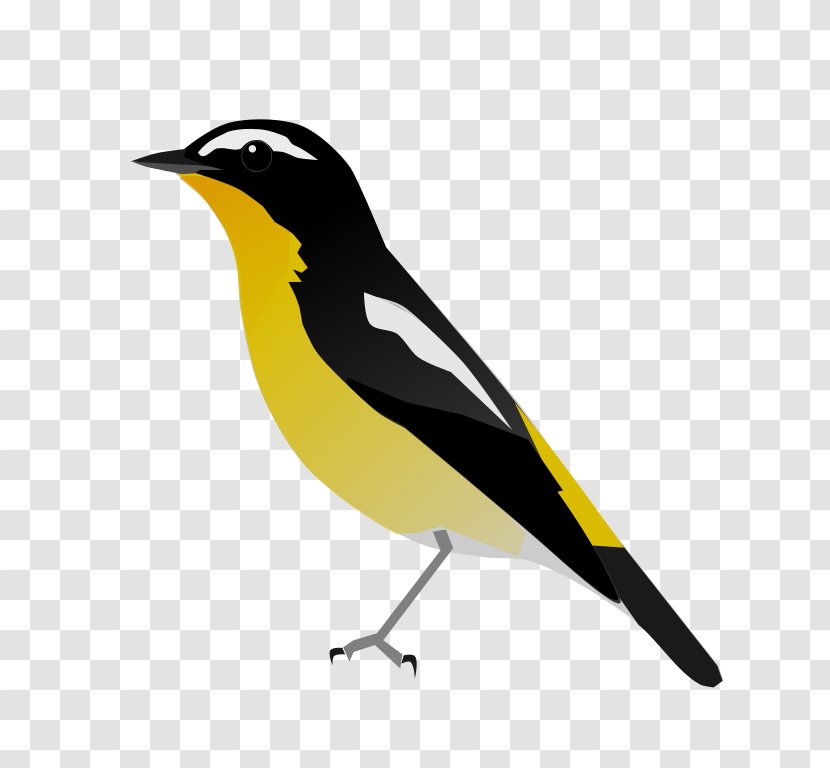 Yellow-rumped Flycatcher Bird Clip Art - Wing Transparent PNG