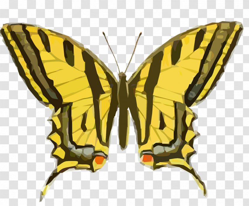 Butterfly Insect Vintage Clothing Clip Art - Butterflies And Moths - Tiger Woods Transparent PNG