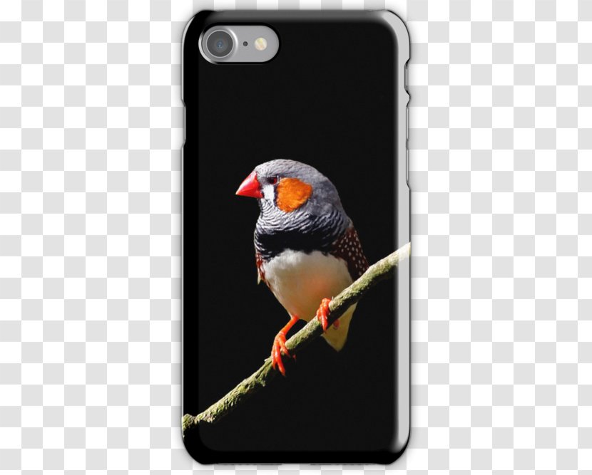 IPhone 5 4 Mobile Phone Accessories Telephone 6S - Phones - Zebra Finch Transparent PNG
