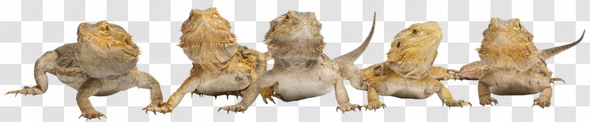 Lizard Reptile Central Bearded Dragon Pet Agamidae Transparent PNG
