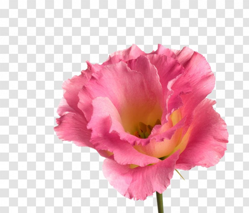 Rosa Chinensis Download - Petal - Cartoon Rose Flower Material Transparent PNG