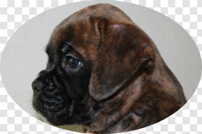 Boxer Bullmastiff Puggle Puppy Dog Breed - Carnivoran Transparent PNG