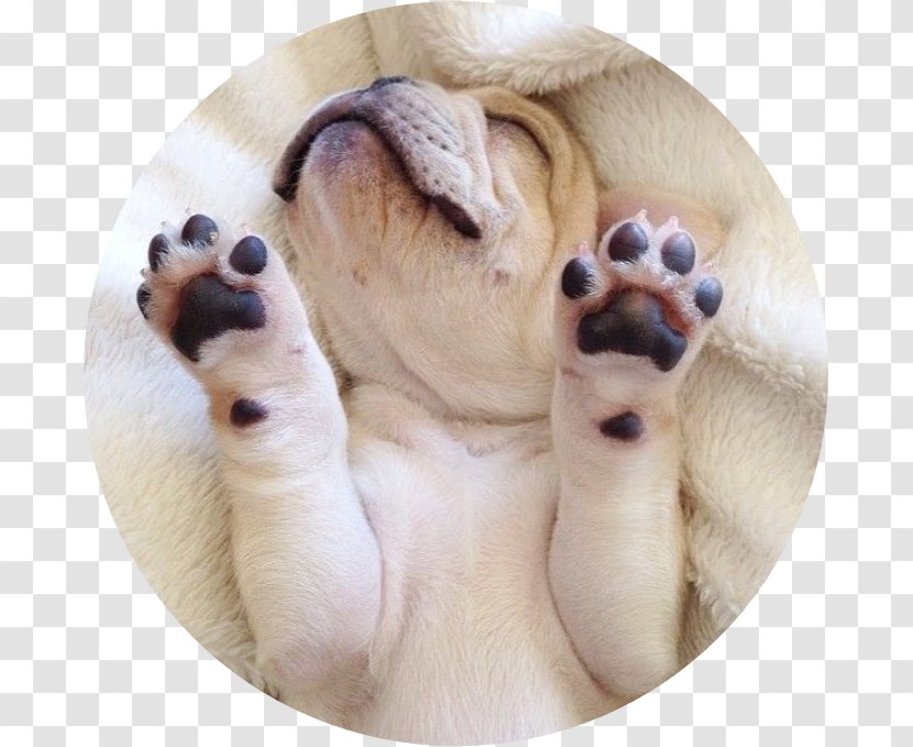 French Bulldog Puppy Boston Terrier Dorset Olde Tyme Bulldogge - Hand Transparent PNG
