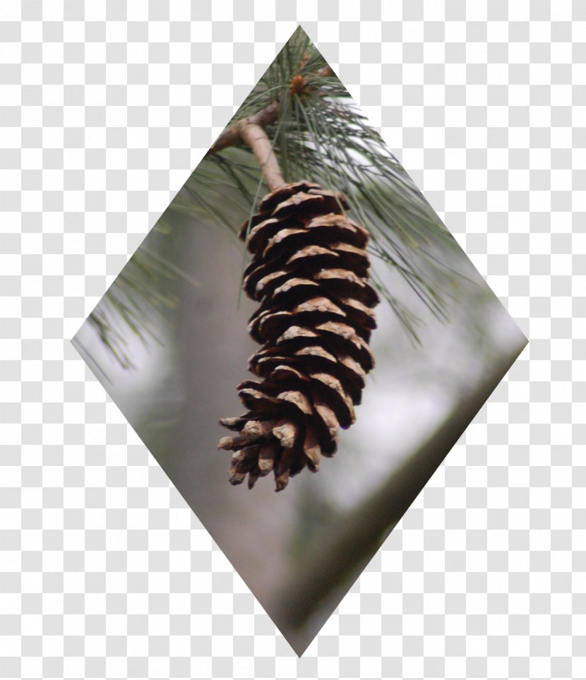 Pine Conifers Tree Christmas Ornament - Cone Transparent PNG