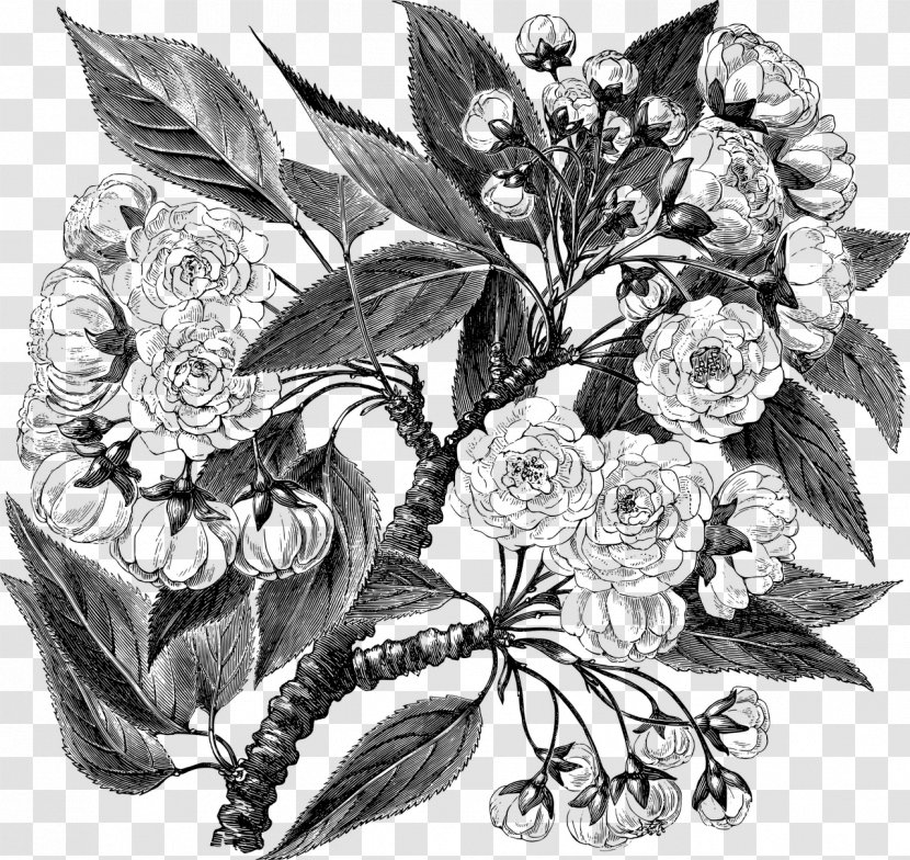 Flower Black-and-white Plant Bouquet Cut Flowers - Anthurium Transparent PNG