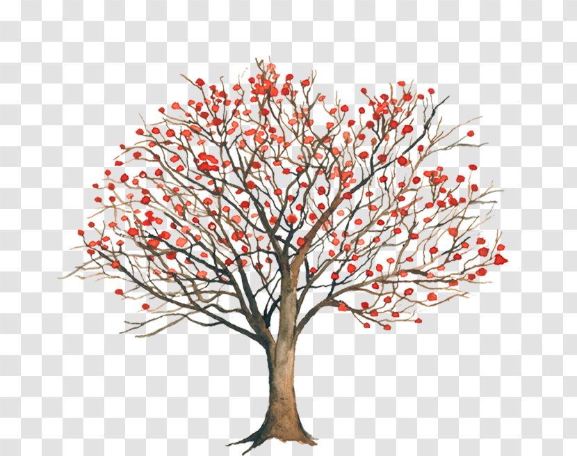 Erythrina Coralloides Twig Americana Tree Variegata - Plant Transparent PNG