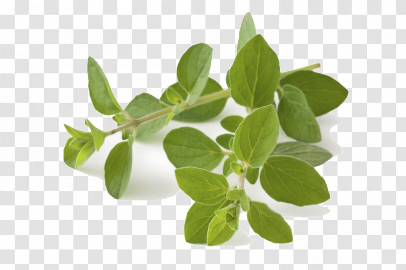 Oregano Herb Greek Cuisine Food Spice - Ajwain - Leaf Transparent PNG