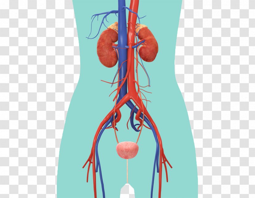 The Urinary System Excretory Anatomy Kidney Muscle - Cartoon Transparent PNG