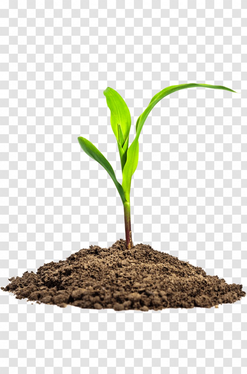 Maize Seedling Baby Corn Stock Photography - Grass Family - Plant Transparent PNG