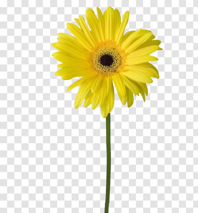 Common Sunflower Petal Yellow - Flower - Flowers Transparent PNG