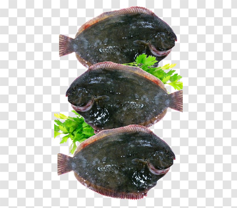 Flatfish Snout - Organism - Fish Fillet Transparent PNG