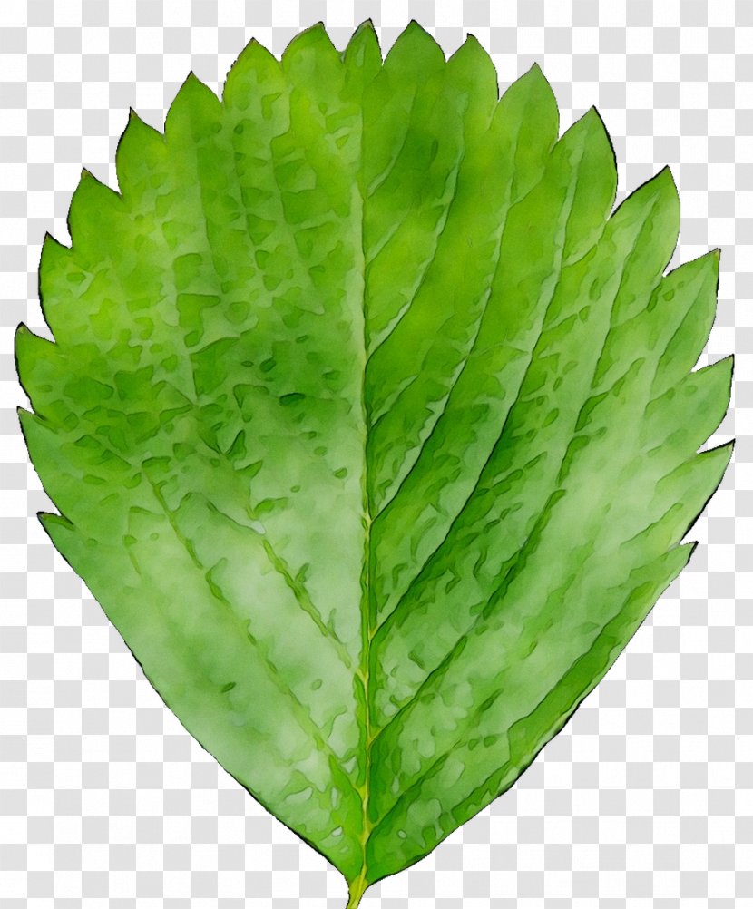 Leaf Greens Plant Pathology Herb Transparent PNG