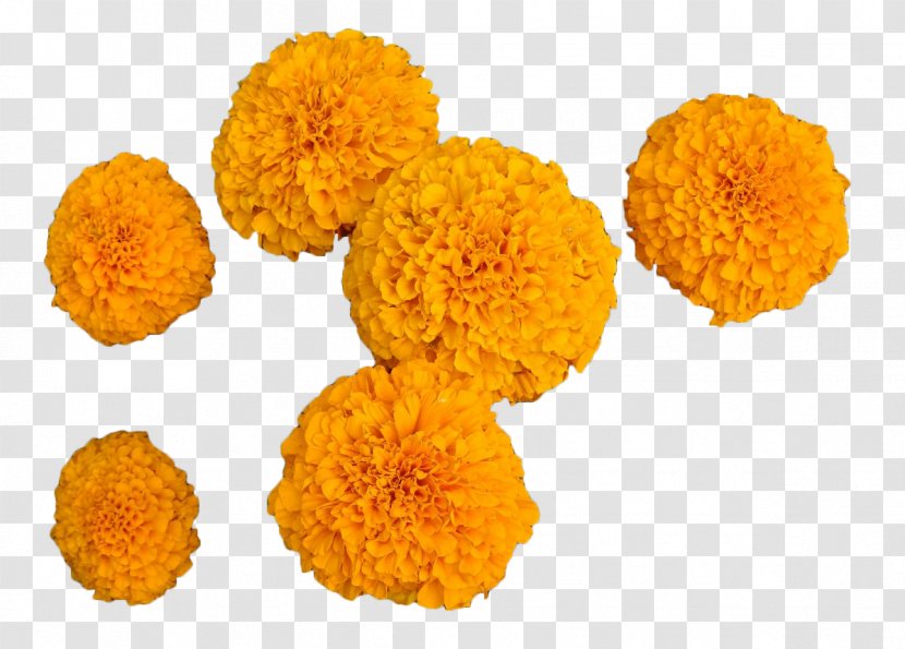 Calendula Officinalis Mexican Marigold Flower - Orange Transparent PNG