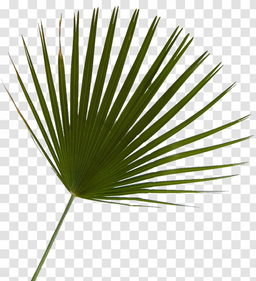 Arecaceae Saw Palmetto Tree Plant Leaf - Grass Transparent PNG