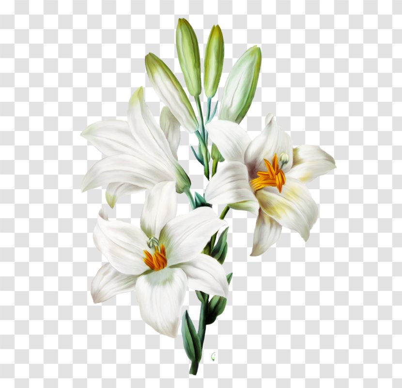 Madonna Lily Arum-lily Easter Orange Flower Transparent PNG
