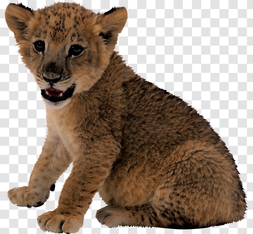 Lion Cougar Clip Art - Snout - Leones Transparent PNG