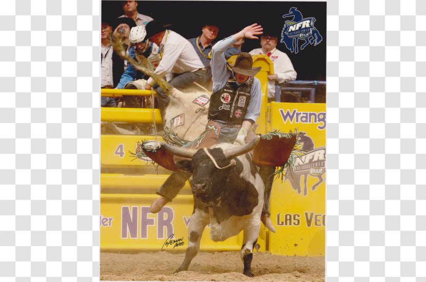 Bull Riding Professional Rodeo Cowboys Association Horse - Traditional Sport Transparent PNG