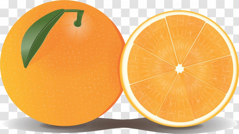 Grapefruit Orange Clip Art - Free Content - Clipart Transparent PNG