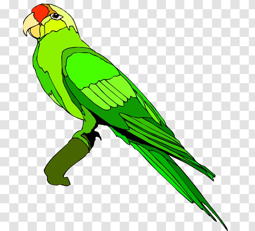 Parrot Blue-and-yellow Macaw Clip Art - Perico - Parrots Cliparts Transparent PNG