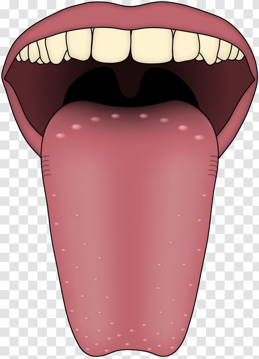 Tongue Transient Lingual Papillitis Taste Bud Papillae - Tree Transparent PNG