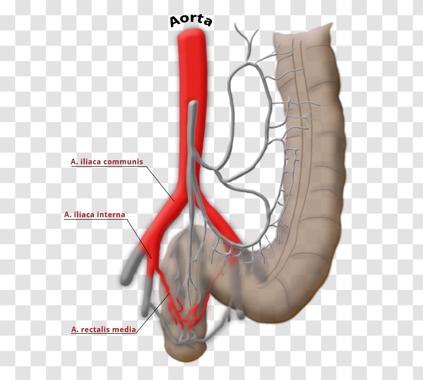 Superior Rectal Artery Middle Riolan-Anastomose Mesenteric Vein - Flower - CAVA Transparent PNG