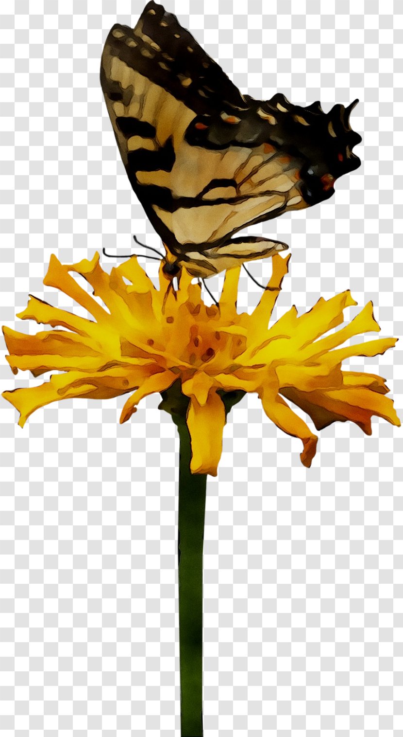 Monarch Butterfly Brush-footed Butterflies Nectar Chrysanthemum Pollen - Tiger Milkweed - Daisy Family Transparent PNG