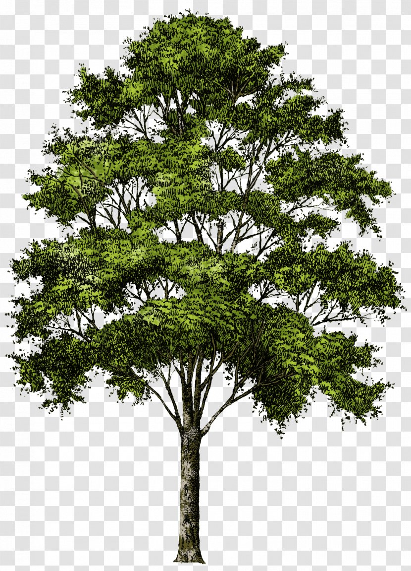 Tree Clip Art - 3d Rendering - Image Download Picture Transparent PNG