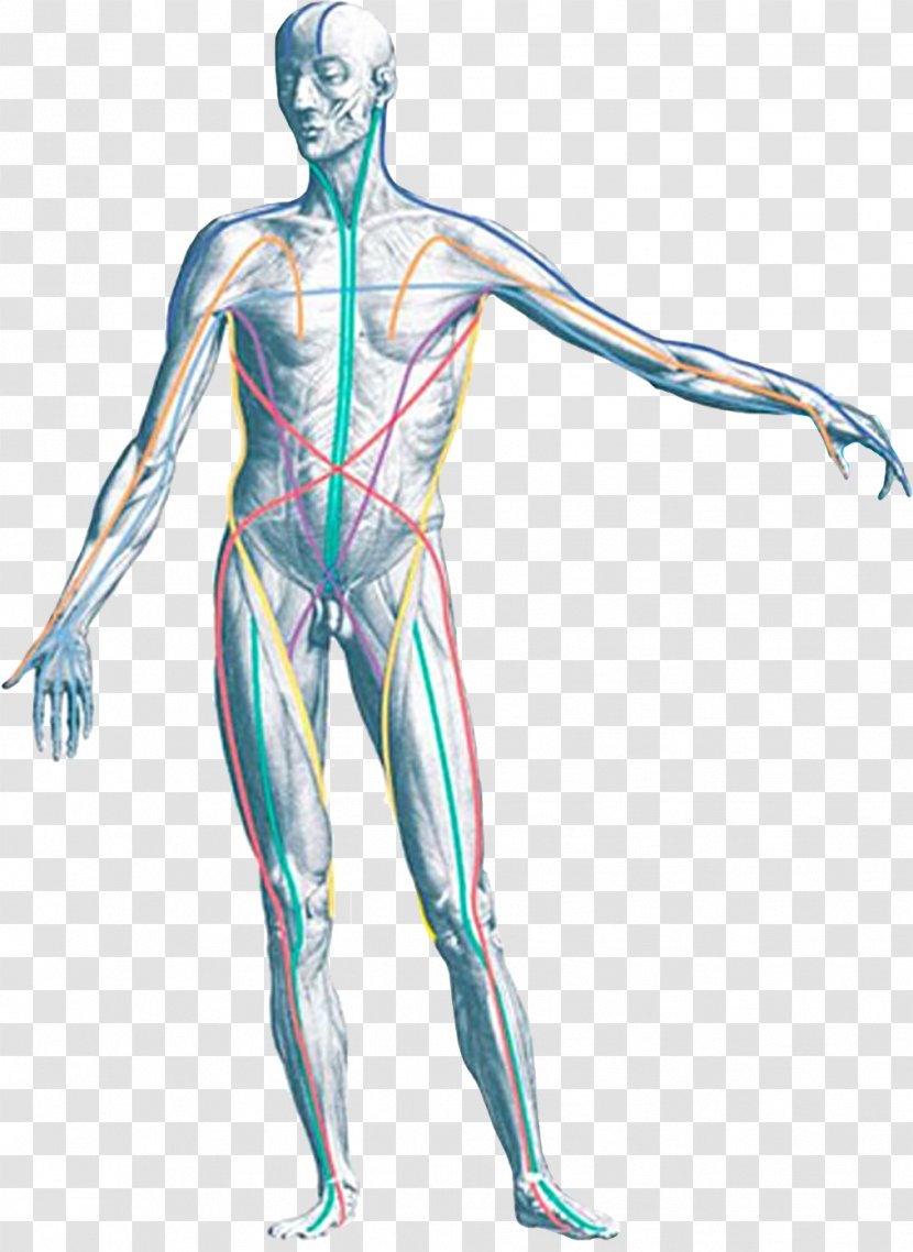 Anatomy Trains: Myofascial Meridians For Manual And Movement Therapists Human Body - Watercolor - Lining Transparent PNG