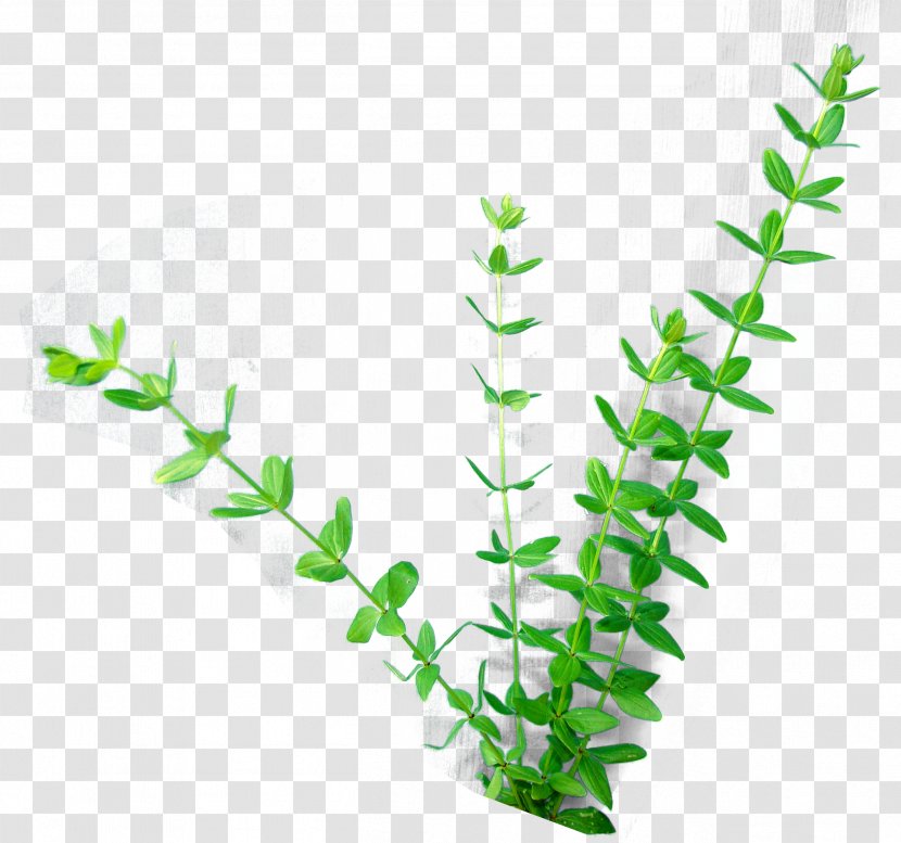 Herbaceous Plant Stem Leaf Child - Grass Transparent PNG
