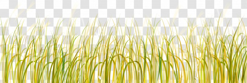 Grasses Lawn Clip Art - Grass Transparent PNG