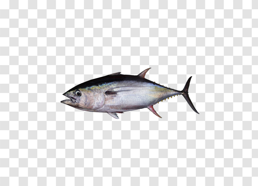 Fish Fish Atlantic Bluefin Tuna Oily Fish Albacore Fish Transparent PNG