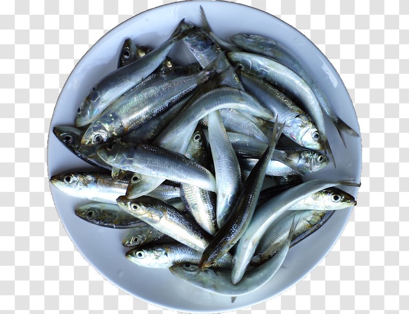 Sardine Fish Products Anchovies As Food Oily Anchovy - Tamarind Juice Transparent PNG