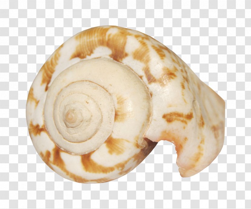 Seashell Animation Smiley - Conch Pattern Transparent PNG