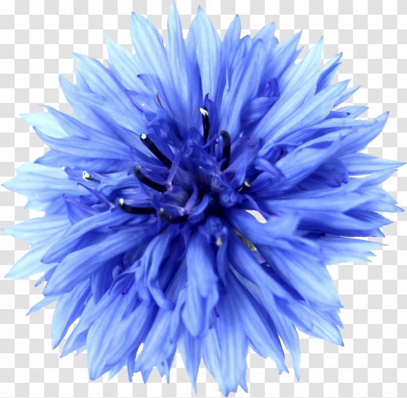 Stock Photography Cornflower Blue Flower - Wildflower - Lotus Transparent PNG