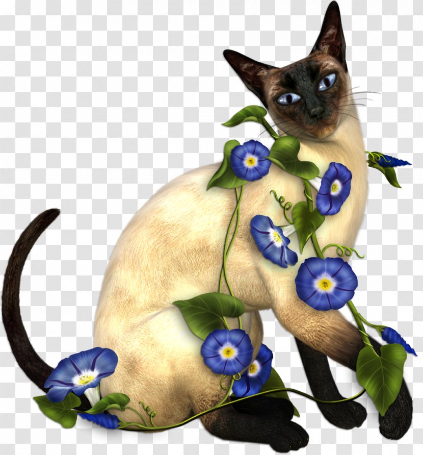 Siamese Cat Kitten Animal Moscow Museum Clip Art - Fauna - Cats Transparent PNG