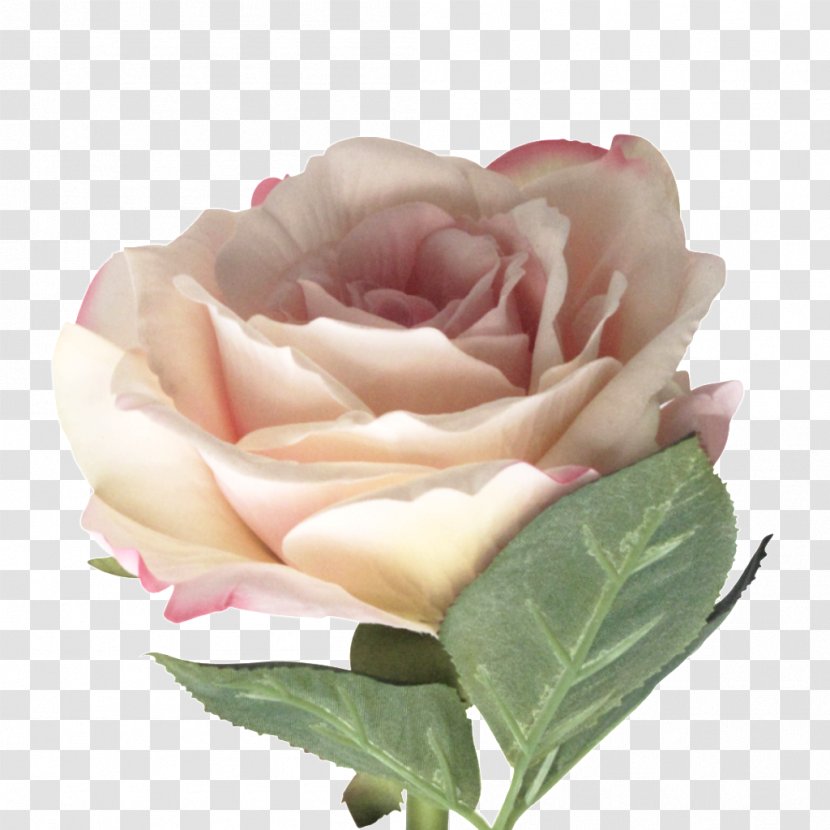 Garden Roses Cabbage Rose Floribunda Cut Flowers - Family - Flower Transparent PNG