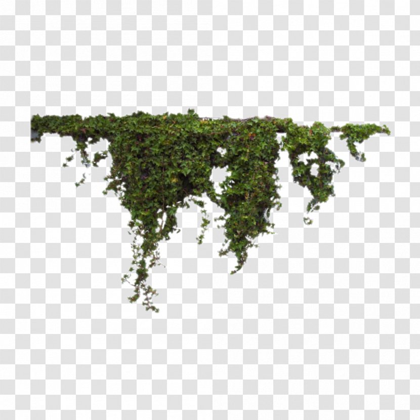 Transparency Adobe Photoshop Image Psd - Plants - Vine Rattan Grass Transparent PNG