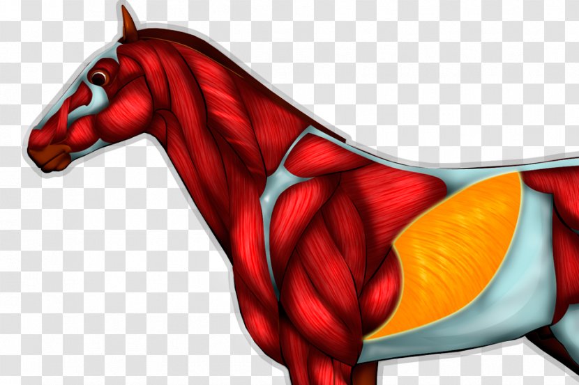 Horse Cartoon Dragon - Neck - Abdominal Muscles Transparent PNG