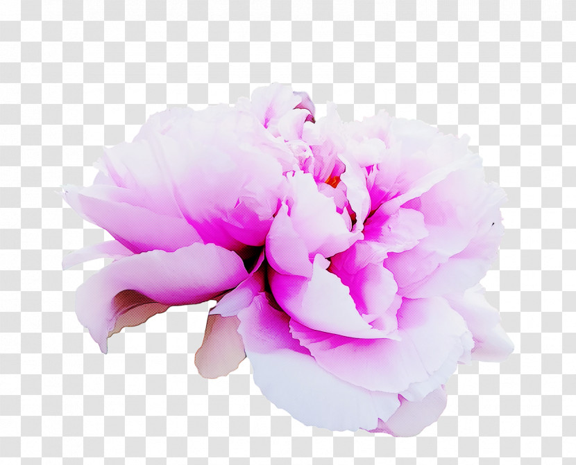 Garden Roses Transparent PNG