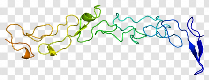 Laminin, Gamma 1 Glycoprotein Gene - Heart - Gamma1 Transparent PNG