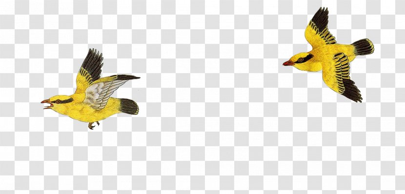 Bird-and-flower Painting Chinese Television - Flying Little Yellow Bird Transparent PNG