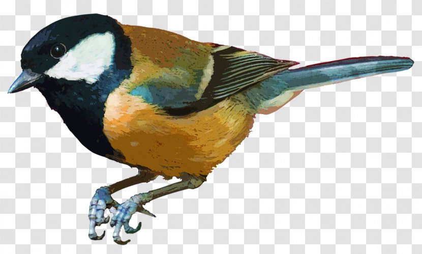 Bird House Sparrow Parrot Painting - Perching - Birds Transparent PNG