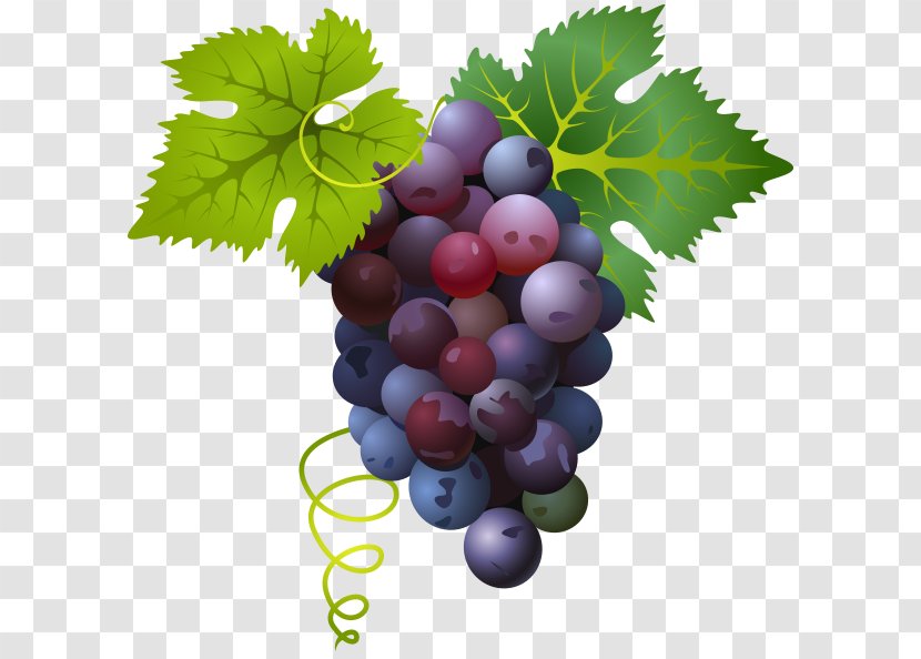 Common Grape Vine - Image File Formats - Vector Fruit Transparent PNG