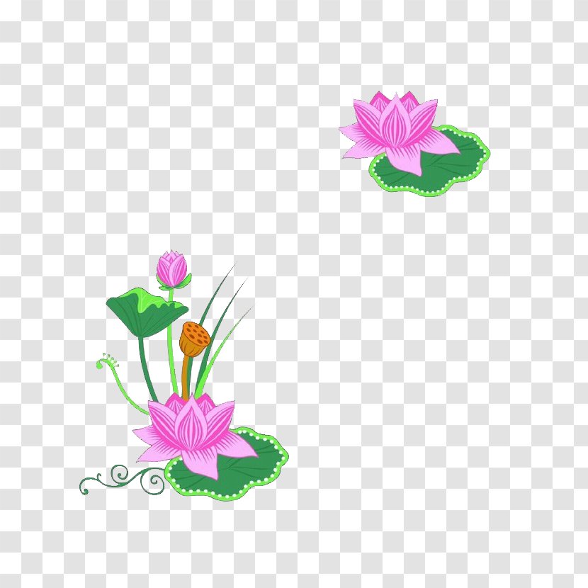 Lotus - Family - Water Lily Transparent PNG